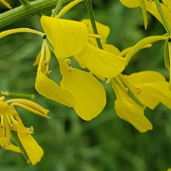 Meet your Posher, Inna - Picture 1 of 1